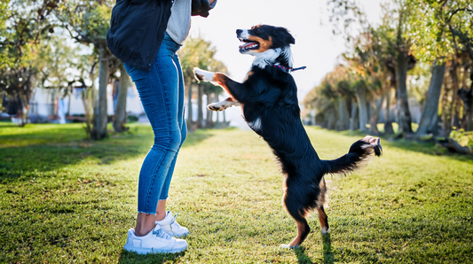 Educare il cane a non saltare addosso alle persone: Accoglienze entusiaste ma controllate